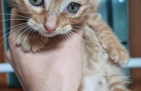 새끼고영이 무료분양합니다