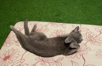 고양이무료분양