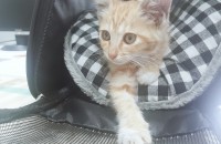 4개월 된 코숏 분양합니다.