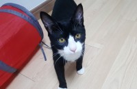 턱시도 냥이 분양합니다