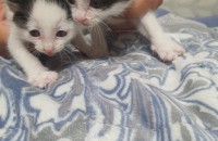 3주된 남매 입양처 구합니다