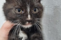 한달반된 턱시도2마리 까망이1마리 입양처구합니딘