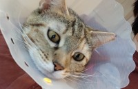 1살된 암컷 입양처구해요