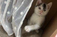 한달된새끼냥이 부모님찾아요