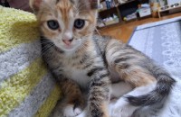 가정에서 태어난2달된새끼냥이 입양자찾아요