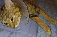 1살 여아 입양자찾아요