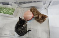 한달반된새끼냥이 입양처구해요