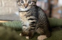 남매입양자찾아요