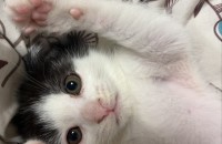 두달된 남아새끼냥이 입양처구합니다