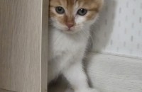 5주된새끼냥이 입양해주실분계신가요