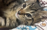 두달된 새끼냥이 여아 입양처구합니다