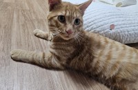 10개월치즈 7개월 삼색이 6개월고등어아이 입양처구합니다