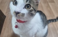 6개월고등어아이 입양처구합니다