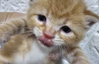 한달된새끼냥이 부모님찾아요