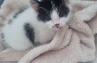 한달된새끼냥이 입양처구합니다