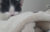 한달된 새끼냥이 입양처구해요