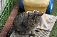 2달된 새끼냥이 입양자찾아요ㅜㅜ