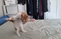 한달반된 남아새끼냥이 입양처구합니다