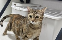 1살 미만 여아입양자찾아요