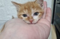 5주된 새끼냥이 입양처구합니다