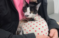 6개월된 사랑스러운 아이 분양보냅니다.