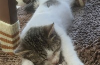 3~4개월 여아 이쁜길냥이 무료분양 합니다