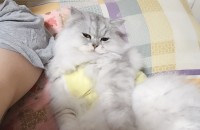 고양이 분양 합니다(페르시안친칠라)