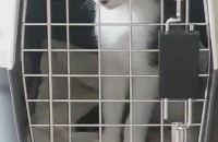 삼색냥이 코숏 무료 분양 주인찾아여