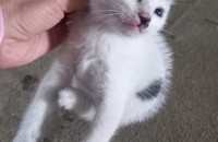 [강진/장흥/순천/여수/광양/보성]새끼고양이무료분양합니다^^