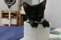 갓 2개월된 새끼 고양이 무료분양 합니다.