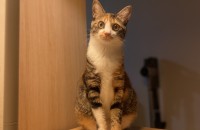 1살반 코숏 삼색이 여아 분양합니다