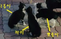 고양이 코리아 블랙 테일러 쇼컷  무료로 분양 해드립니다