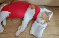 곧 지낼곳이 없습니다. 구조한 고양이의 가족이 되어주세요.