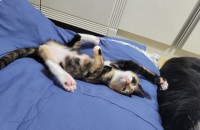 3개월 코숏(여아) 카오스 은행이의 가족이 되어주세요.