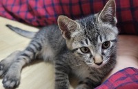 3개월 코숏 (남아) 고등어 시월이의 가족이 되어주세요.