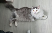 고양이 잘 키워주실 분(경기 수원)