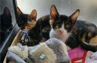 삼색이자매 입양처구합니다