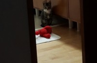 고양이 무료분양합니다