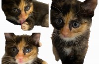 젖뗀 아가 삼색이 2마리 키워주세요 !! (샴st 브숏st)