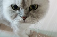 러시안블루(여), 페르시안친칠라(여) 분양해해요