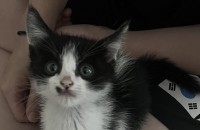 임시보호중인 고양이 분양합니다