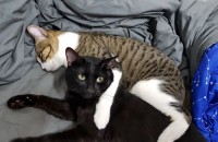 코숏 성묘 두마리 무료분양합니다!