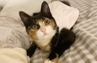 4개월 삼색고양이 가족찾아요