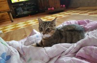 고양이 분양합니다