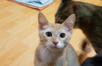 고양이분양 ㅡ경남 거창