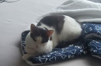 [경기 평택] 코리안숏헤어 젖소냥이 '요미' 분양보냅니다