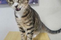 암컷 수컷 6개월미만새끼고양이