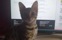 고양이 무료 분양합니다