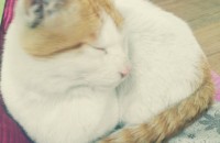 서울/코숏남아 1살추정 순한고양이