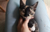 3개월 여아 남아 고양이 분양합니다:)